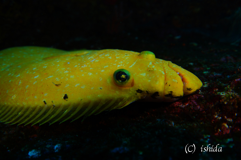 ゴールデンヒラメ