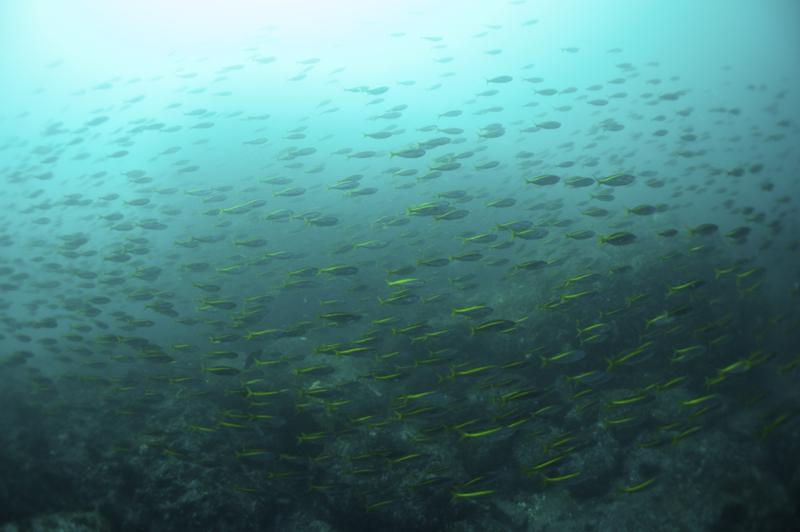 2014.05.03の神子元 GW後半初日です(^^)