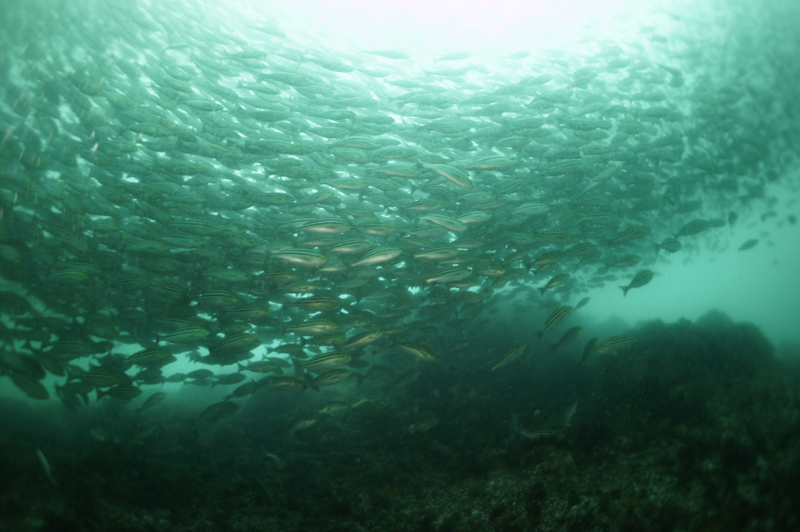 2014.07.03の神子元 魚影濃し(^O^)