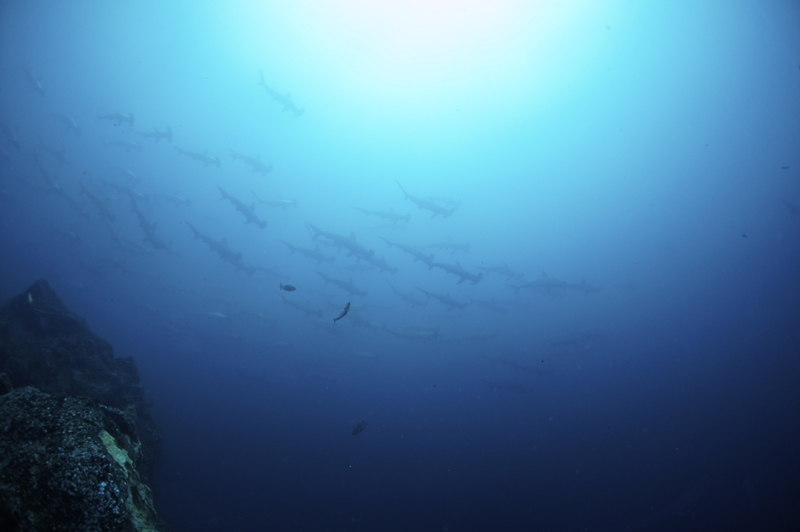 2014.07.16の神子元　ハンマー＆ワラサの群れ(^_^)v