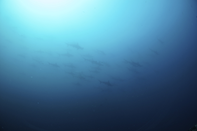 2014.07.23の神子元島　ハンマーの群れ♪♪