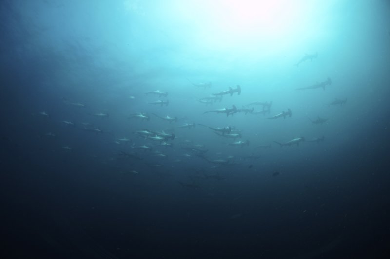 2014.07.29の神子元　日替り！