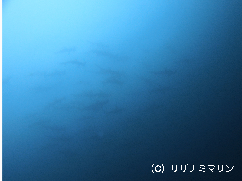 2014.08.29の神子元島　3本目にハンマーの群れ！！