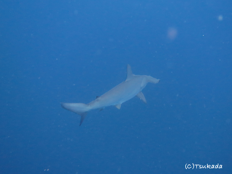 2014.09.05の神子元 夏アゲイン!