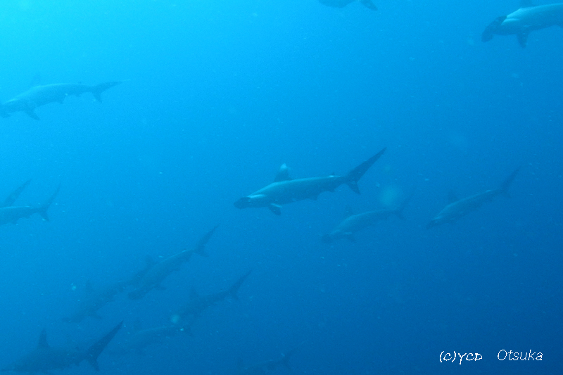 2014.09.06の神子元 凪の4航海!