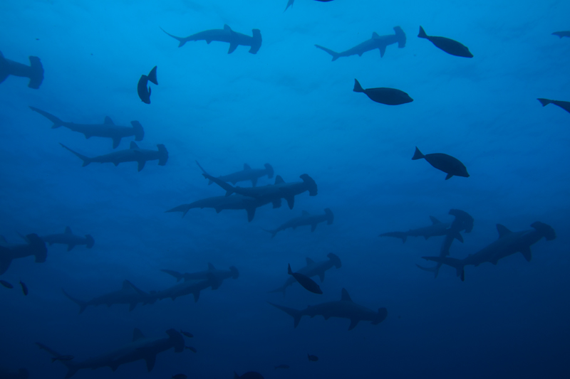 2014.09.07の神子元 ハンマーの群れ!!!