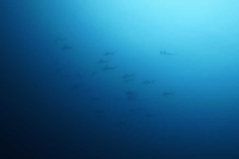 2014.09.08の神子元 今日もハンマーを(^_^)v