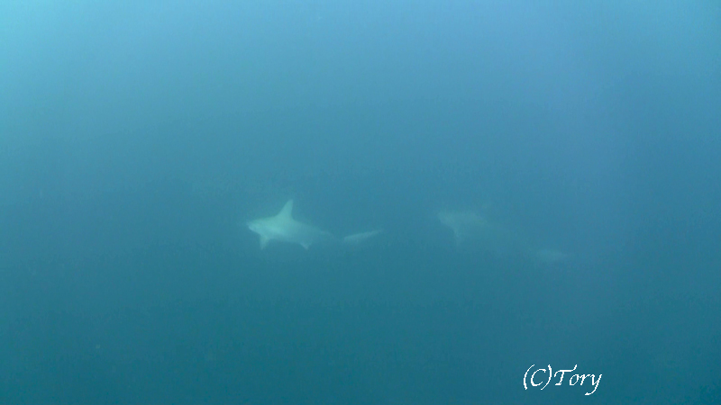 2014.09.21の神子元　秋晴れ！