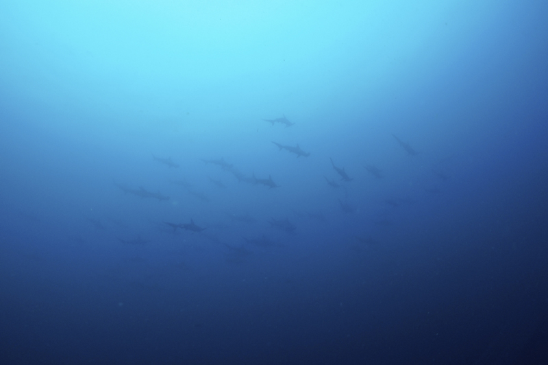 2014.09.24の神子元島　ハンマーの群れ(^O^)