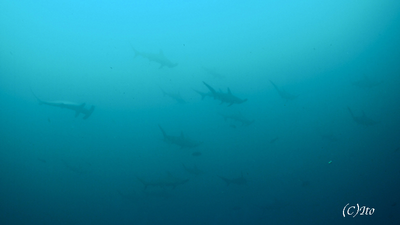 2014.10.04の神子元 ハンマーの群れ!!!