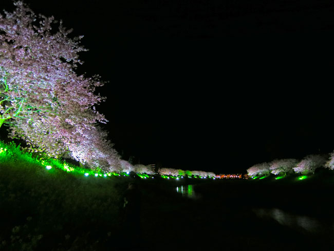 第17回みなみの桜と菜の花まつり