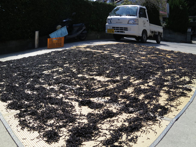 天気よくひじき干し