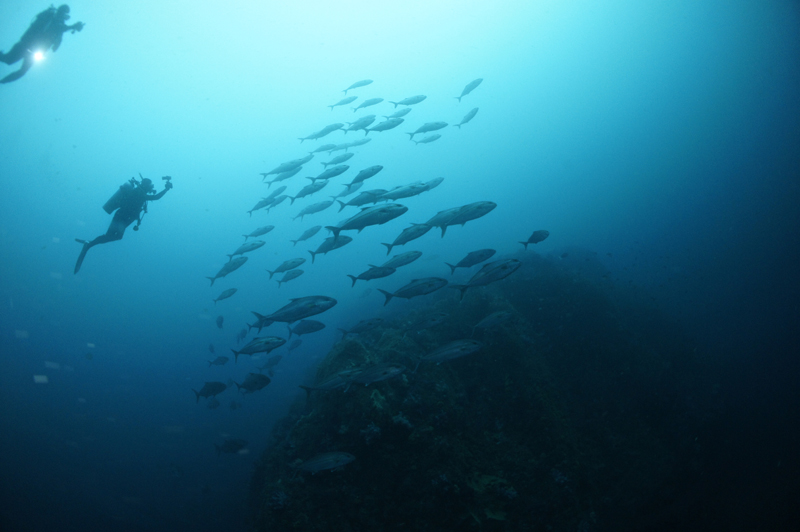 2015.04.12の神子元　カンパチ祭り(^^)
