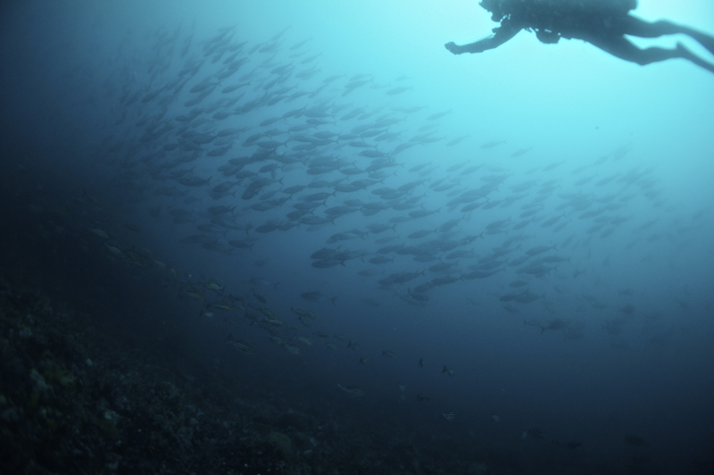 2015.05.06の神子元　ワラサの群れ＼(^o^)／