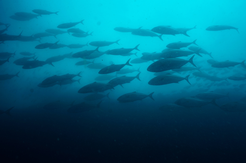 2015.05.17の神子元　ワラサ＆カンパチの群れ＼(^o^)／