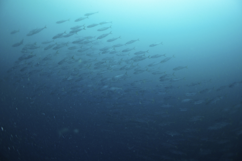 2015.06.13の神子元　ワラサの群れ！