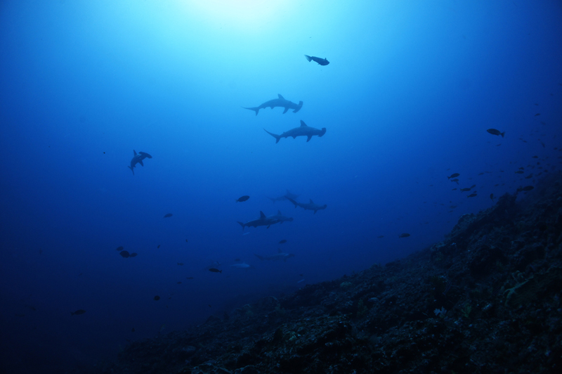2015.08.10の神子元 水温、上から下まで27℃↑(^O^)/
