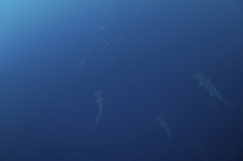 2015.08.31の神子元 8月最終日!