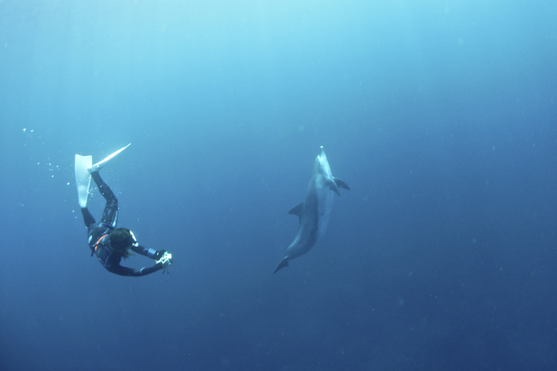 2015.09.03の神子元 今日もドルフィンスイム(^_^)v