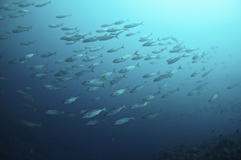 2015.09.14の神子元 回遊魚(^_^)v