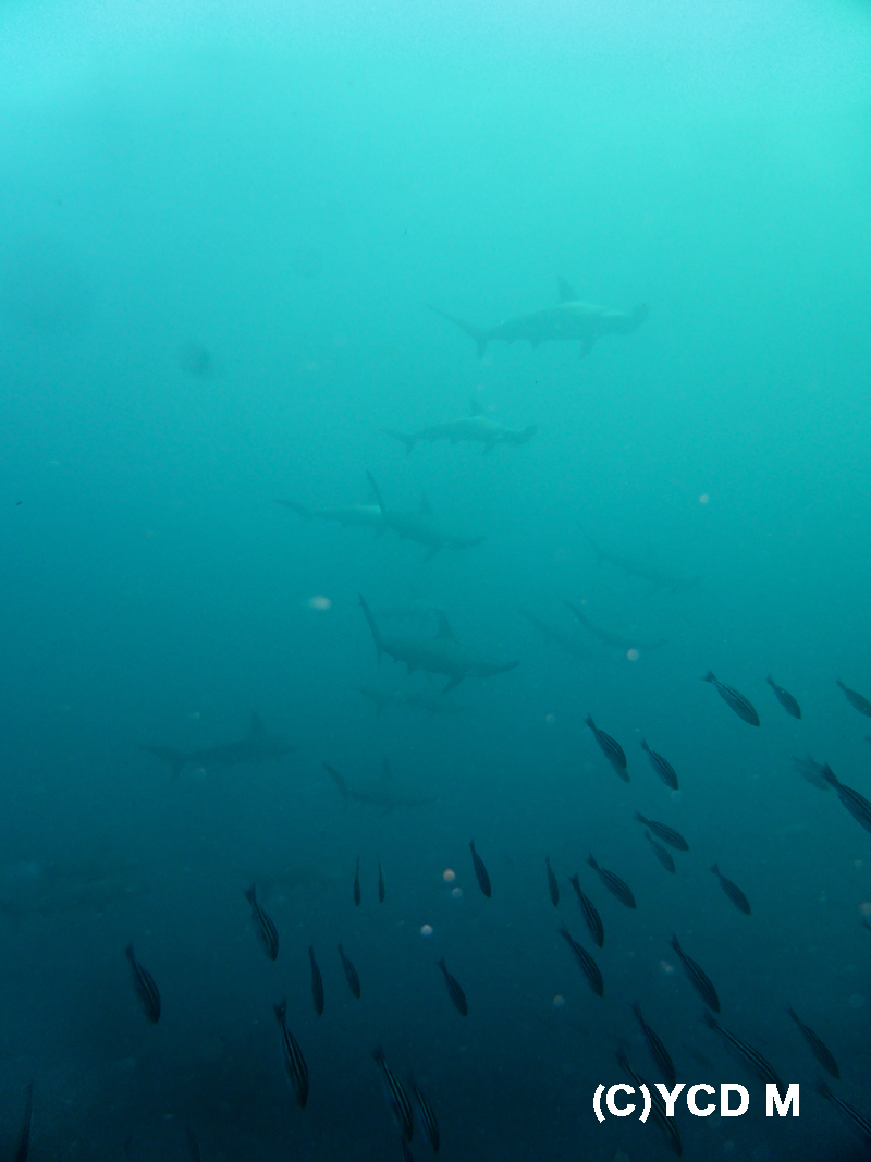 2015.10.04の神子元　ダイビング日和(^_^)v