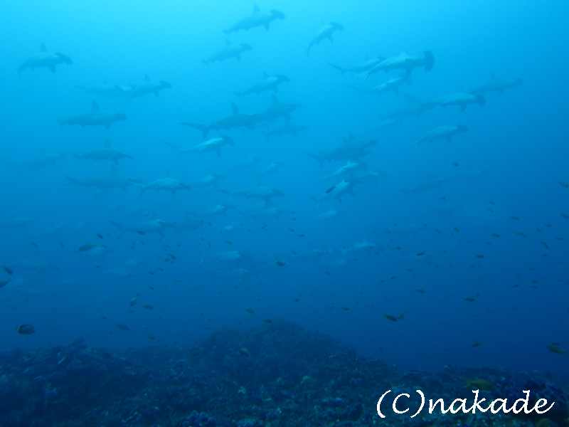 2015.11.24の神子元島 ハンマーの群れ(^O^)/