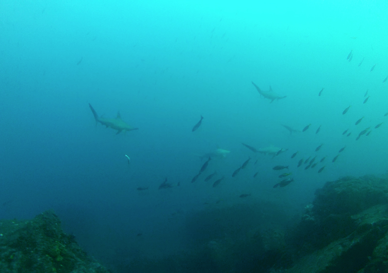 2015.12.07の神子元 カンパチ&ハンマーの群れ(^_^)v