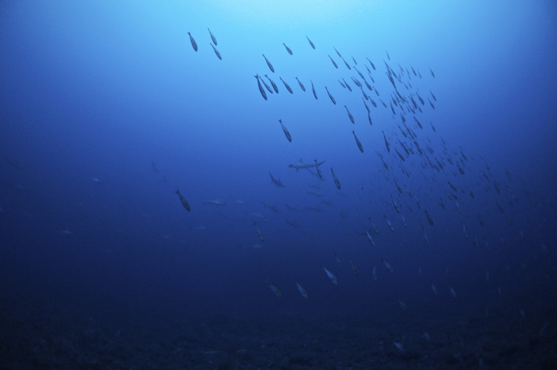 2015.12.14の神子元 今日もハンマーの群れ(^_^)v