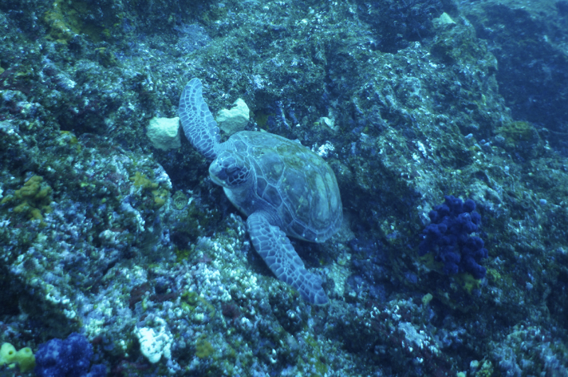 2016.01.11の神子元島　魚影濃い海(^^)