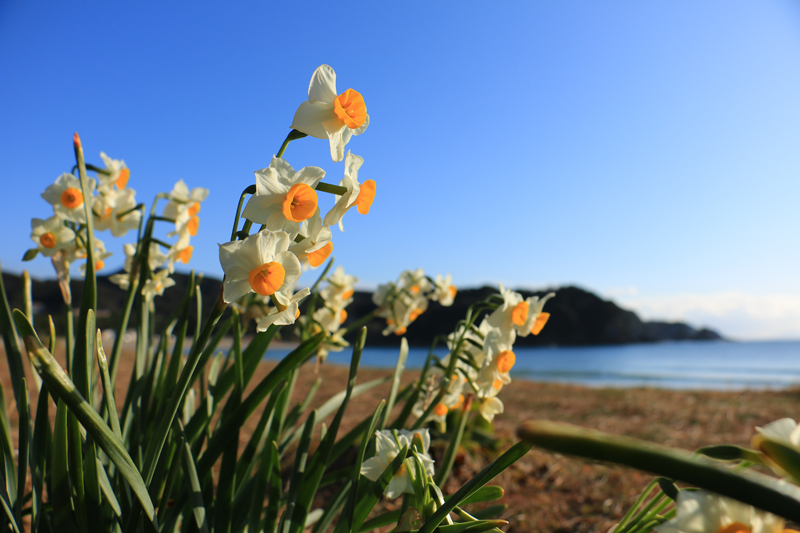 例年通り水仙＠弓ヶ浜