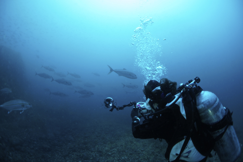 2016.03.27の神子元島　カンパチの群れ(^_^)v