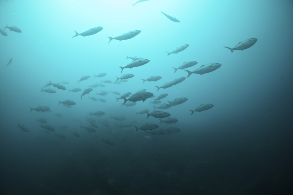 2016.05.02の神子元島　カンパチ祭り(^_^)v
