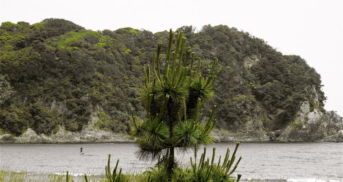 松林の保護育成＠弓ヶ浜