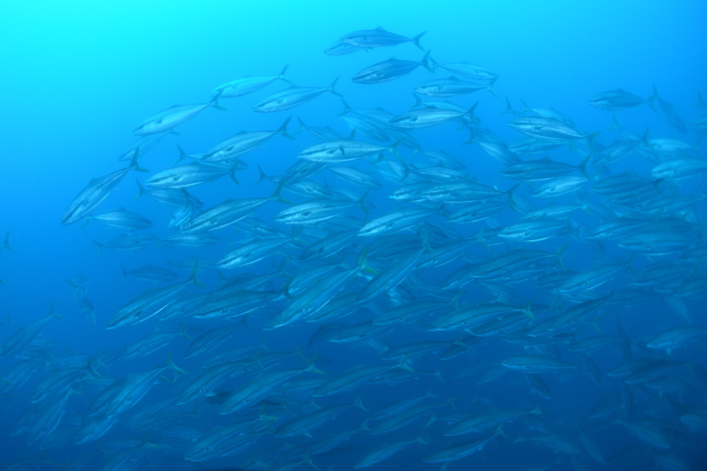2016.05.22の神子元島 青い潮(^O^)回遊魚賑わう♪♪