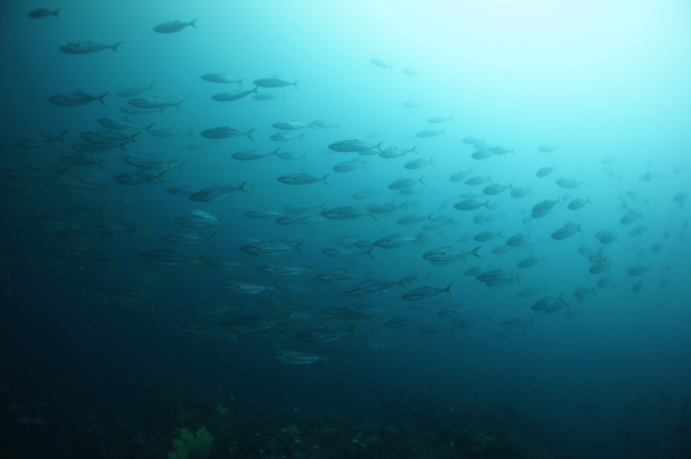 2016.06.07の神子元島　ワラサの群れ！