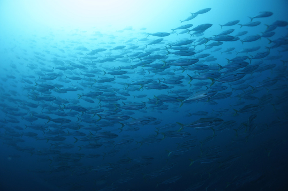 2016.06.24の神子元島　ハンマー、ワラサ、カンパチ、メジロザメ(^_^)v