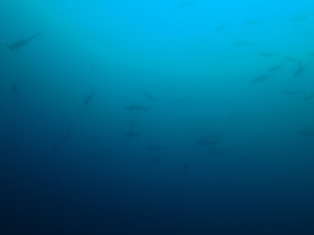 2015.06.04の神子元島　ハンマー・ワラサの群れ！！