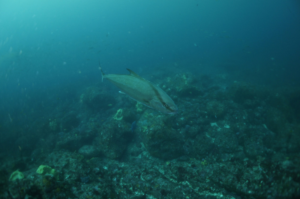 2016.07.04の神子元島　透視度良いけれど…。
