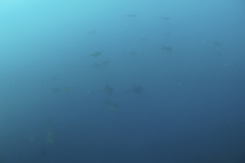 2016.07.17の神子元島　トビエイの乱舞♪♪