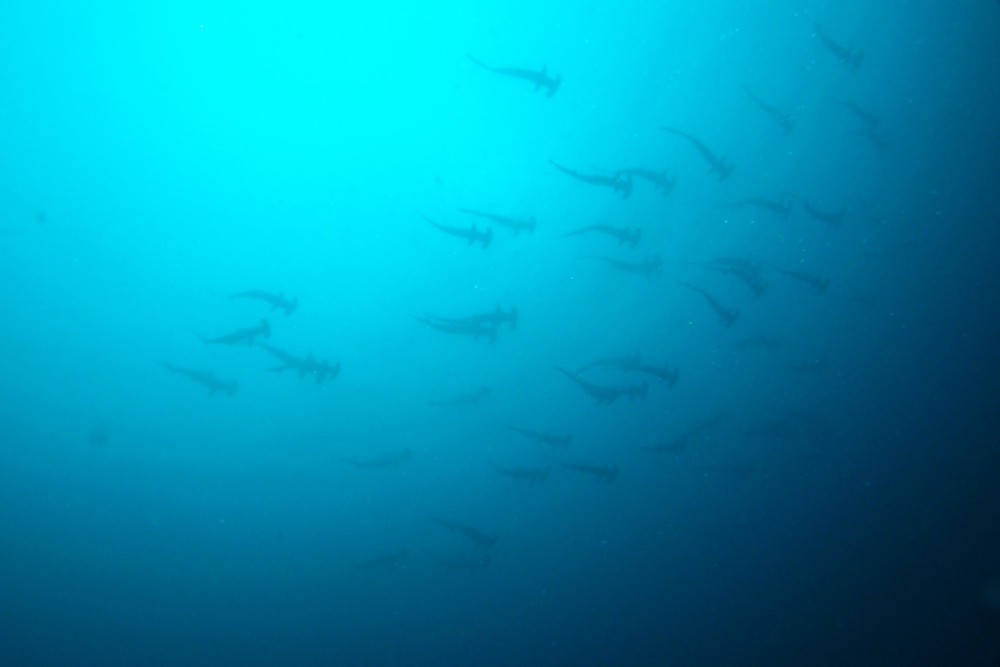 2016.10.02の神子元島 賑やかな海(^O^)