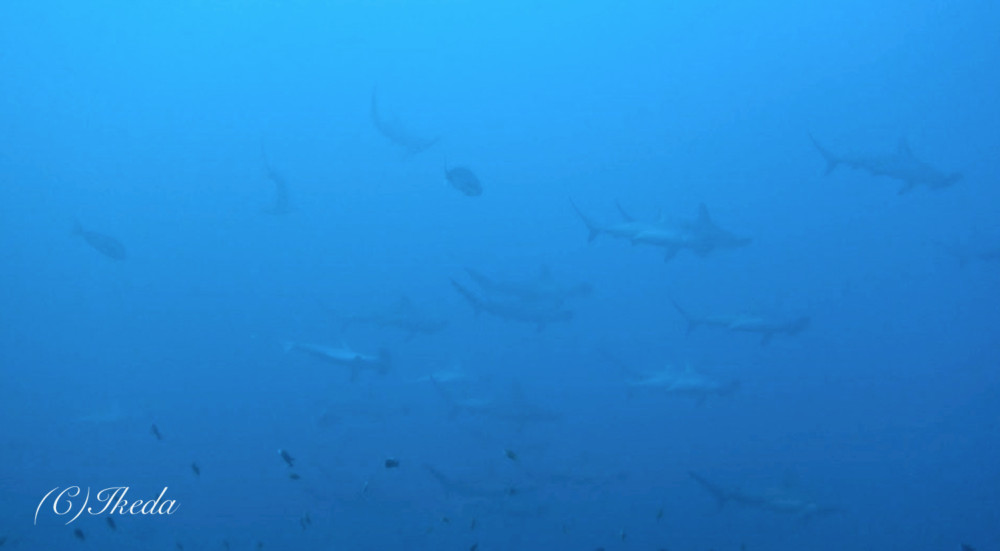 2016.12.04の神子元島　まだ居ますよ…ハンマー(^_^)v