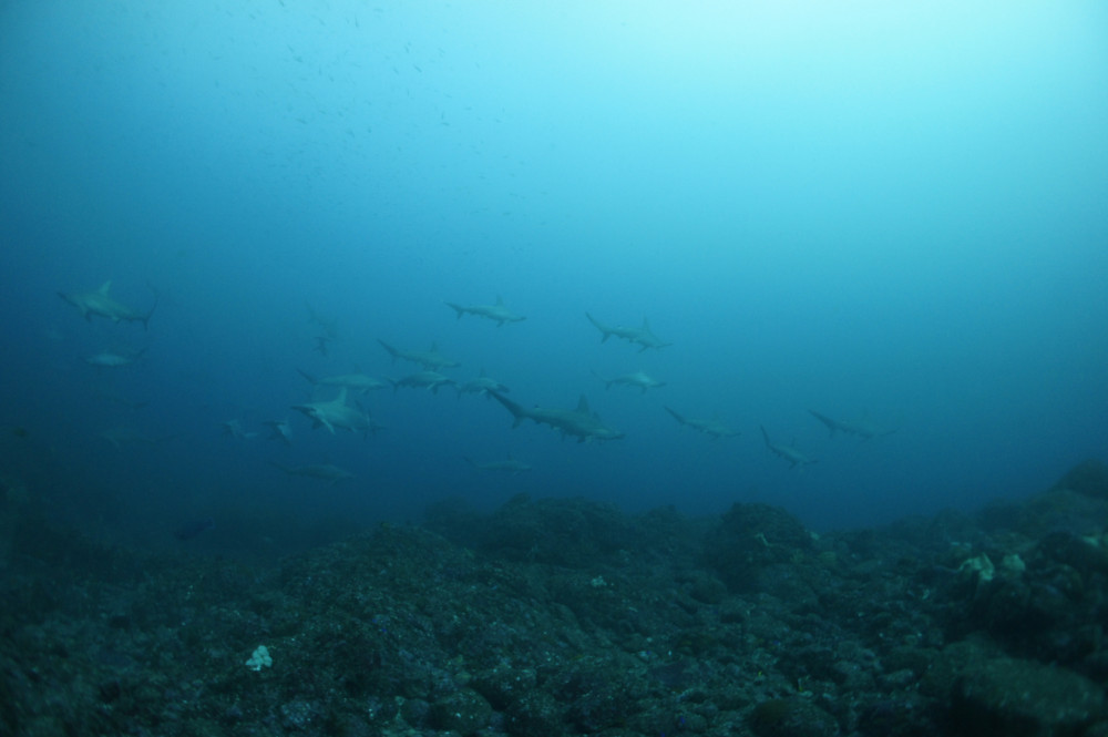 2016.12.11の神子元島　ハンマーの群れ(^O^)！！