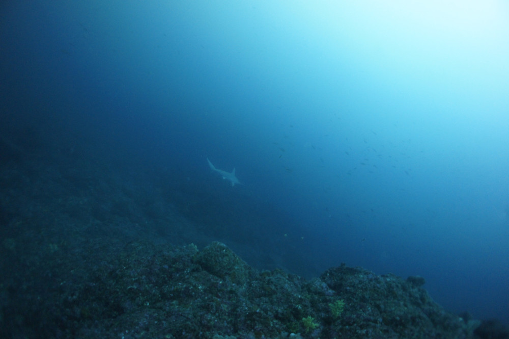 2016.12.20の神子元島　上げ潮ルンルン♪♪♪ハンマーの群れ(^_^)v