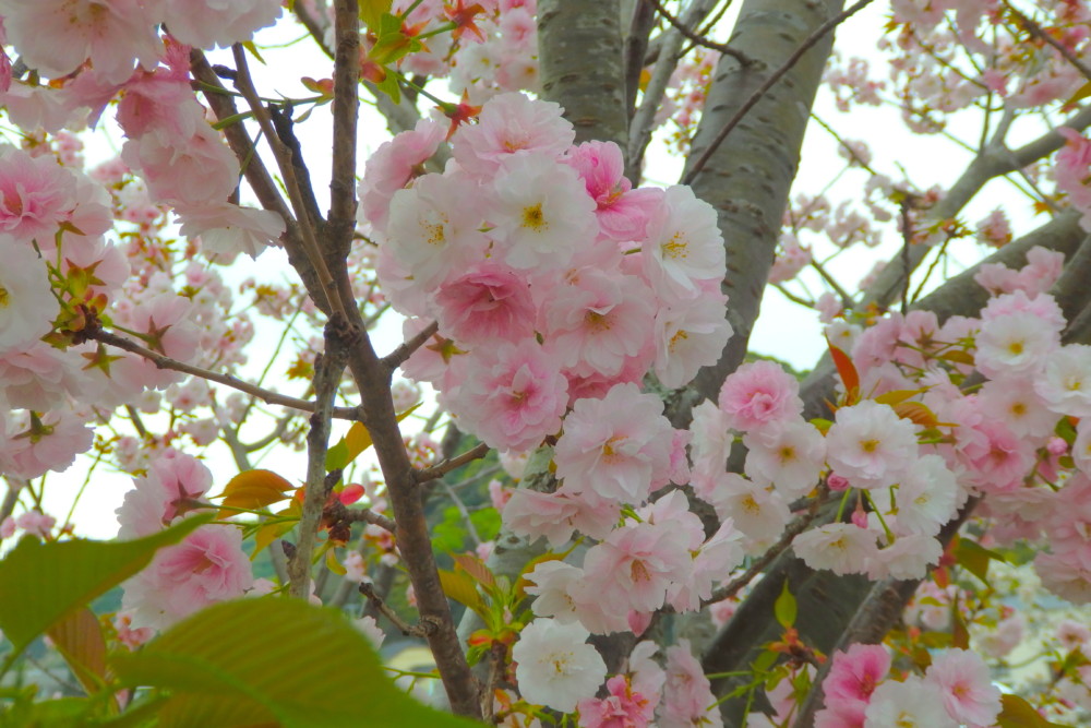 数ヶ所で八重桜