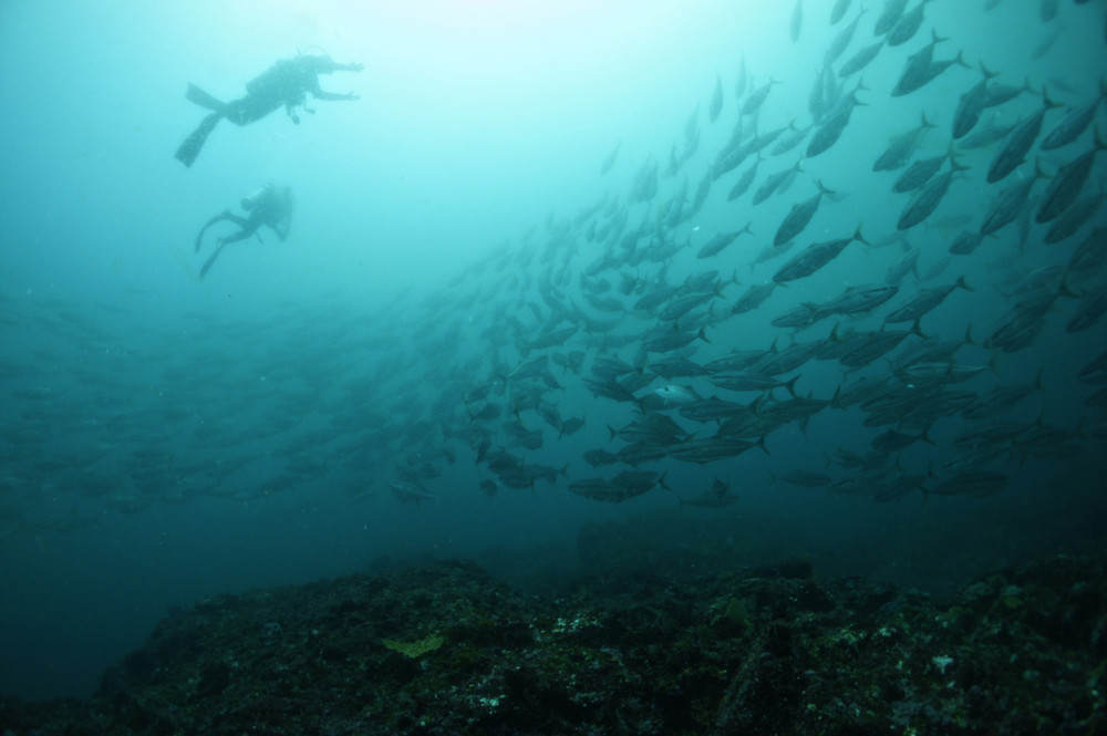 2017.05.20の神子元島　ワラサの群れ！