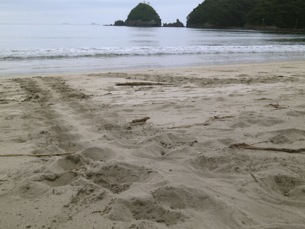 アカウミガメが産卵に