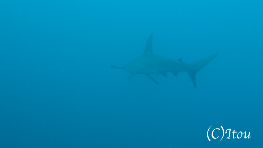 2017.07.02の神子元島　夏日！