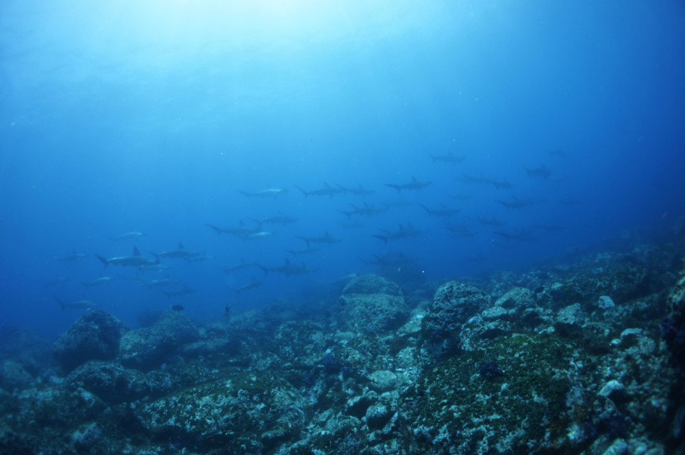 2017.07.14の神子元島　ハンマー＆カンパチの群れ！！！