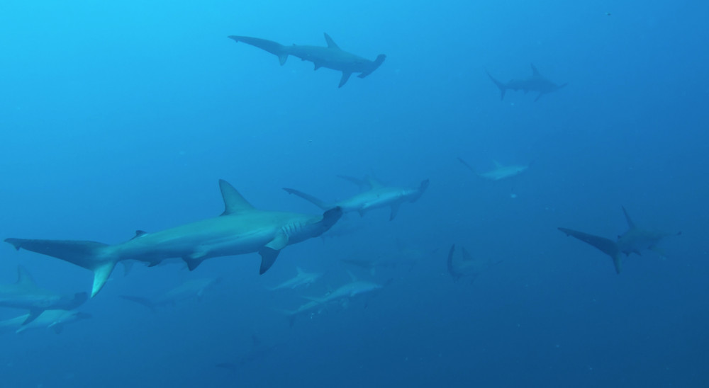 2017.07.31の神子元島　青い海！沖待ち4DV(^O^)