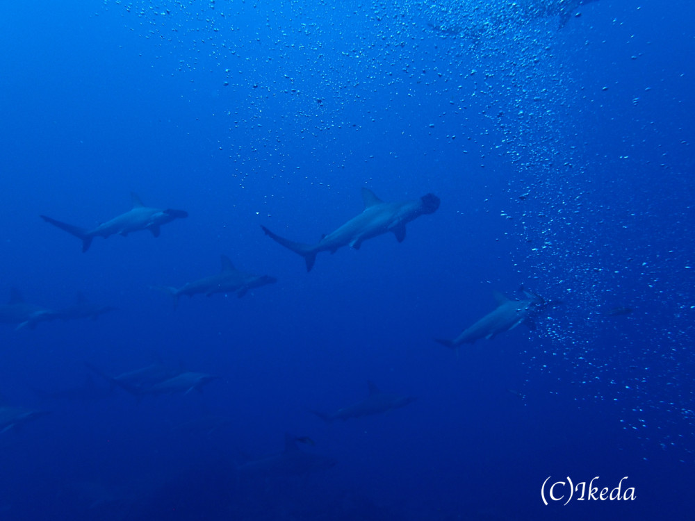 2017.08.19の神子元島　さらに賑やかな海に！